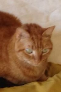 Alani Baby Girl Lamphier 