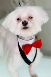 Prince Wells-Moultrie 