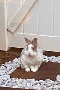 William Wilberforce Ware 