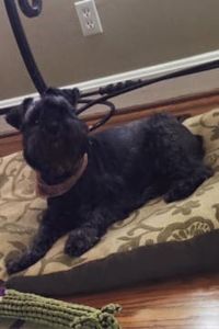 Neiman Axelrod Chambers 