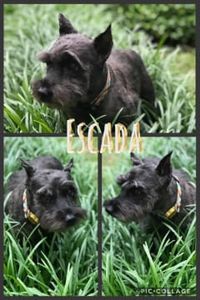 Escada Veneble 