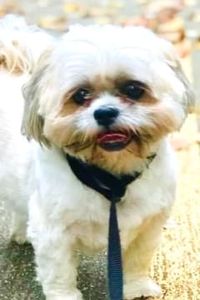 Bello Sauvignon Banks 