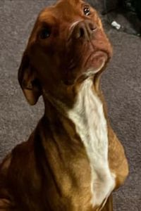 Dr. Jameson Von Hagglesnaut  Bradley  