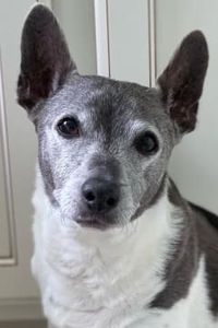 Apollo Prince Coppinger 