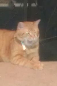 Cameron Ja'Son Diaz Moss 