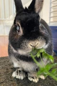 Binky Bunny Cooper 