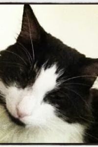 Felix the Cat Montez 