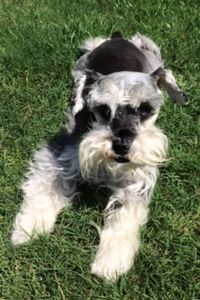 Diamond Benae Vanellison 