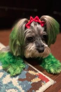 Coko Chanel Schofield 