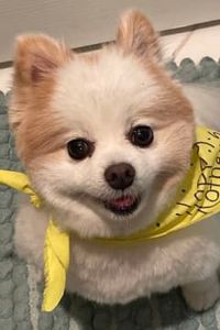 Holiday Lenore Williams 