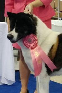 Kayden GCH Countryside's Rumors Royal Star CGC CGCA CGCU ATT TT RN VAX TKA THDD Warf 