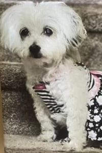 Diamond Juliet Hébert 