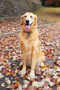 Janie  Thanasongtrakul  