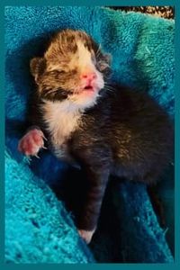 Gideon Halsey Robinson  