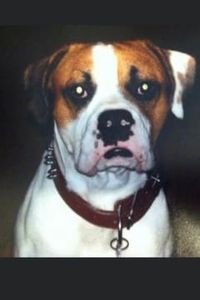 Dangle Dick Ogles Holdorf  