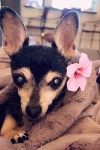 Prissy Harmony Moore