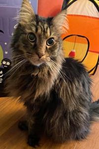 Jax Johnson Rodriguez  