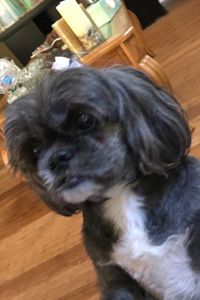 Princess  Lewis Brooks  