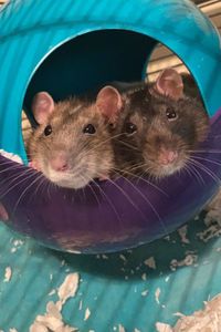 Iris & Aayla  Garrett  