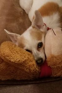 Sankofa Goldie Jackson McNeal 