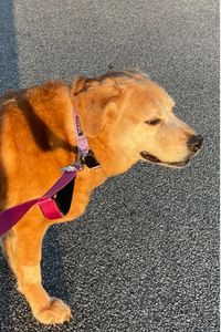 Redford Davis Willis 