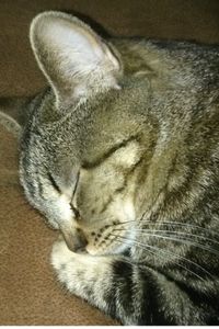 Pumkin Didders Mullen 