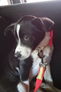 Eleanor Roosevelt Rigby 