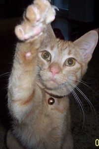 Christian Dior McNulty 