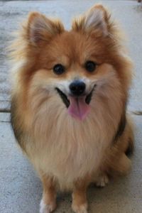 Foxy Malachi Chapman 