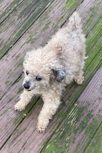 Bearsford P. Wigglebottoms 