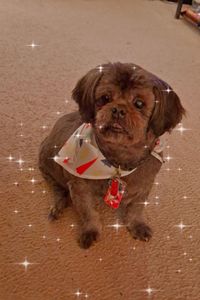 Biscuit Ray Livingston  