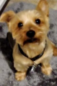 Tazz Pemon Davenport 