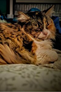 Chewbacca Liona Cosmick 