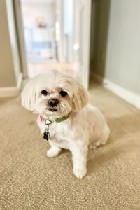 Bella Rivera Del Mar Coppede 