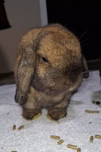 Benjamin Buttons Danburg 