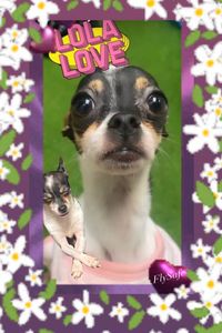 LoLaLove SavageAbshire 