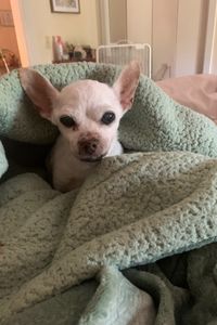 Tinker bell Tink Potter 