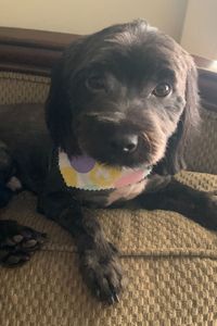 Louie Vuitton Chisum 