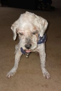 Bailey Karim Milliner 