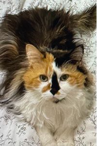 Snickers FitzStephens 