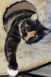 Cali Thomas-Thomason 