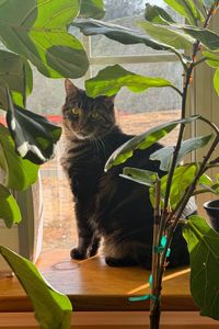 Kimba Lionel Miller-Land 