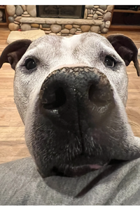 Christmas Angel Friedman 