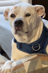 Denyla “DJ” Pearson 