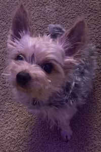 Maximus Sanks-Campbell 