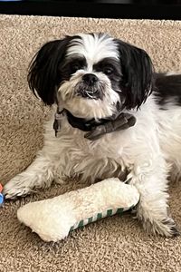 Oliver aka Fluffy Bubby McCleary 