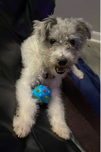 Dice Pigglet Simmons  