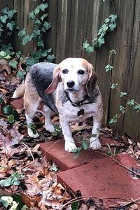 Britney “Lil P” Willis  