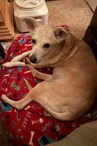 Macie Louise Wrisley  