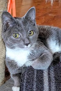 Nigel Valentino Sebek 